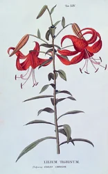 Lilium tigrinum (Lys tigré) de L